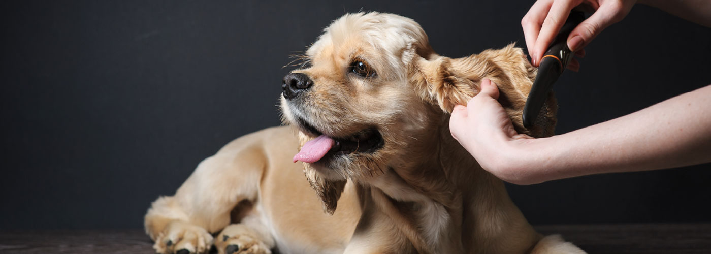 Hollywood Dog Dog Grooming