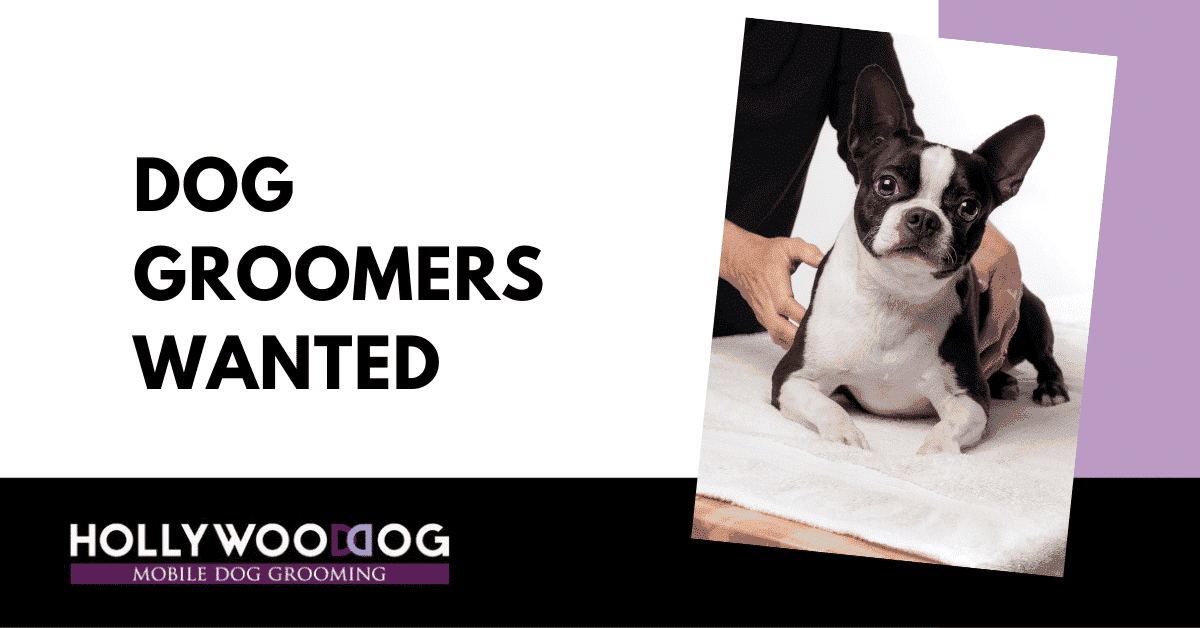 Dog Groomer Jobs Hollywood Dog